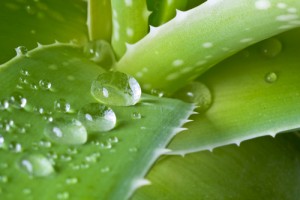 radiation therapy and aloe