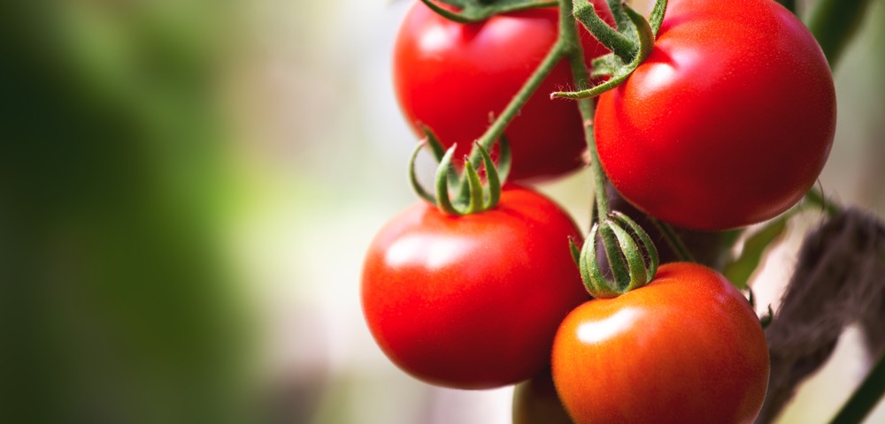 Side Effects of Radiation Therapy May Be Eased by a Diet Rich in Tomatoes, Study Reports